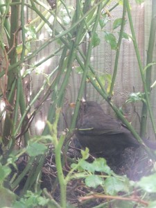 Blackbird family nest