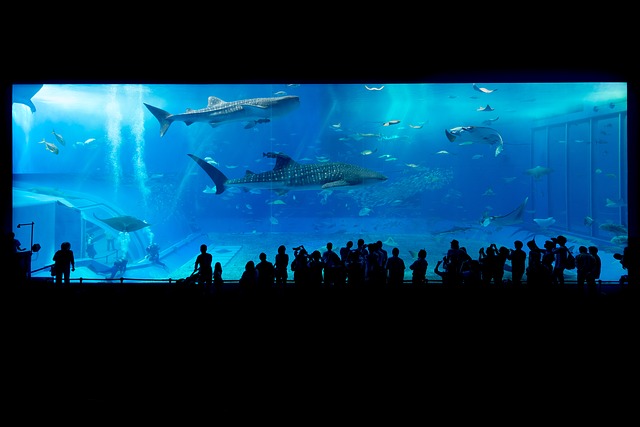 Image via https://pixabay.com/en/aquarium-shark-okinawa-japan-fish-725798/