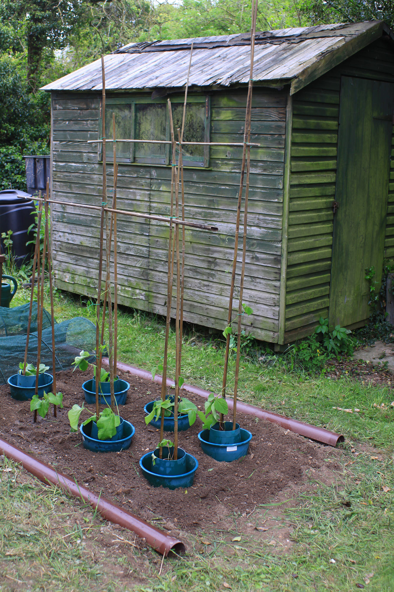 Outdoor Garden Projects for Spring and Summer include providing runner beans with support