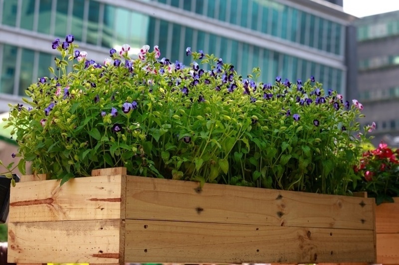 All you Need to Know About Planter Boxes