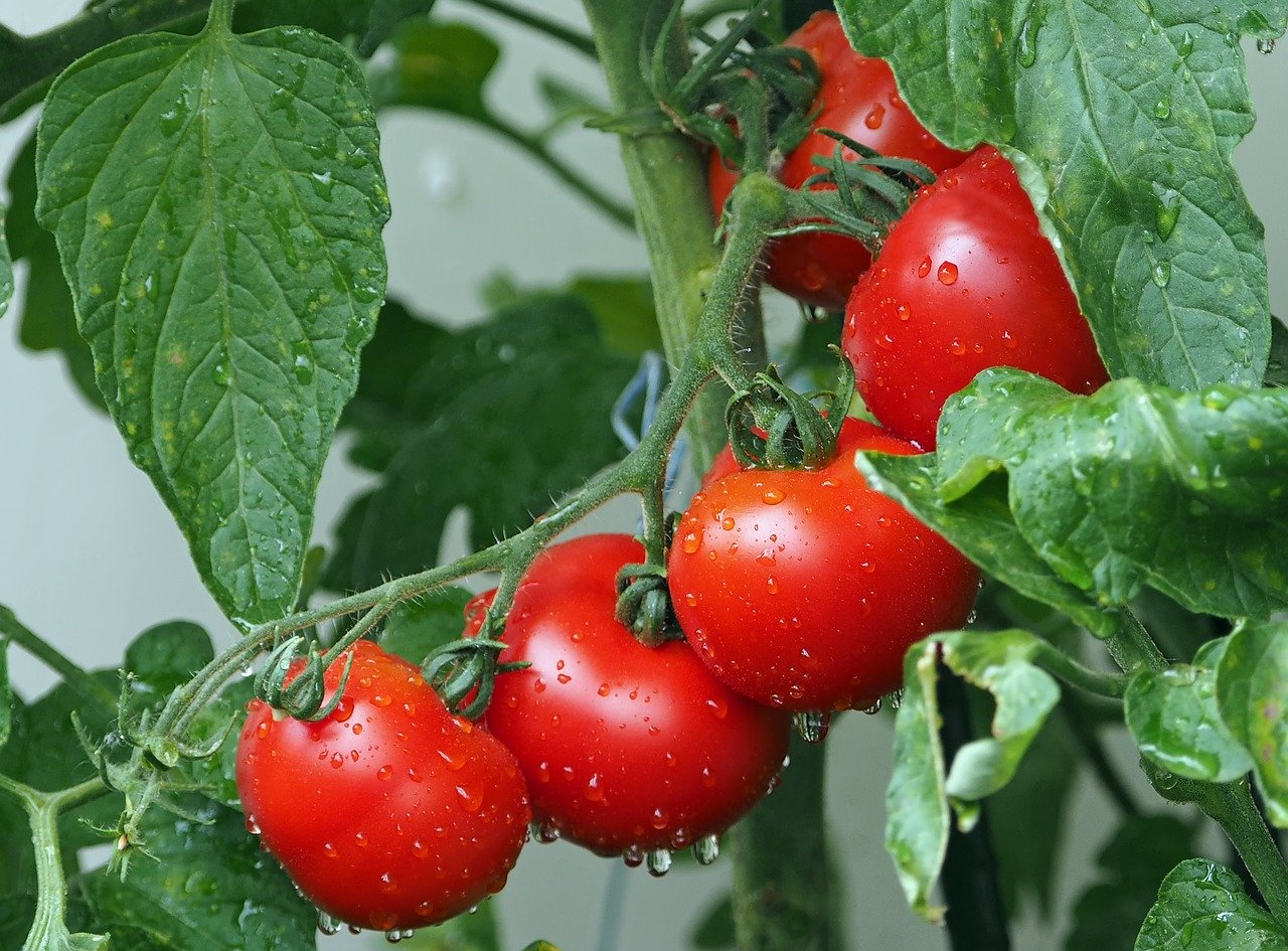 Tomatoes - best garden vegetables